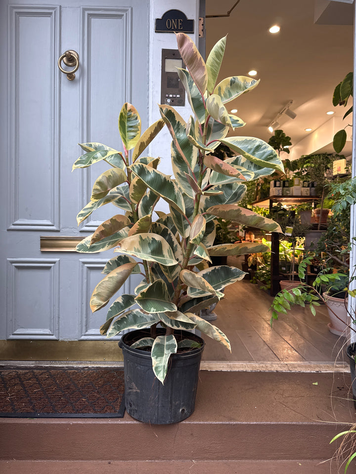 Ficus Elastica Tineke