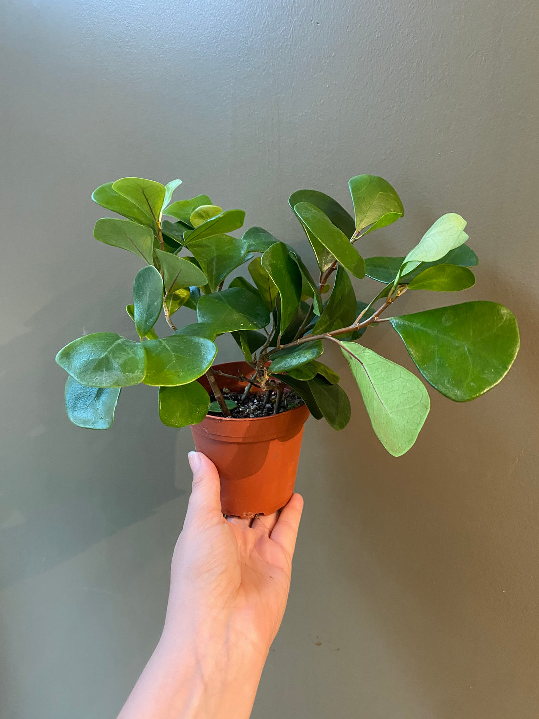 Ficus Triangularis