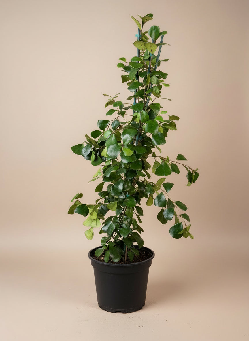 house plants with triangular leaves Ficus Triangularis