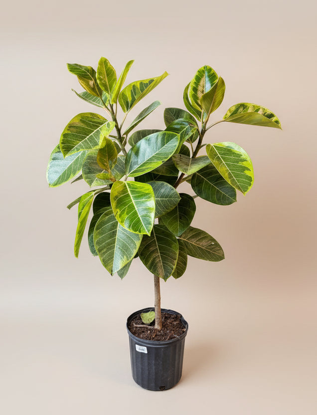 golden gem rubber tree plant Ficus Altissima 'Yellow Gem' – The Old Yew Plant Shop