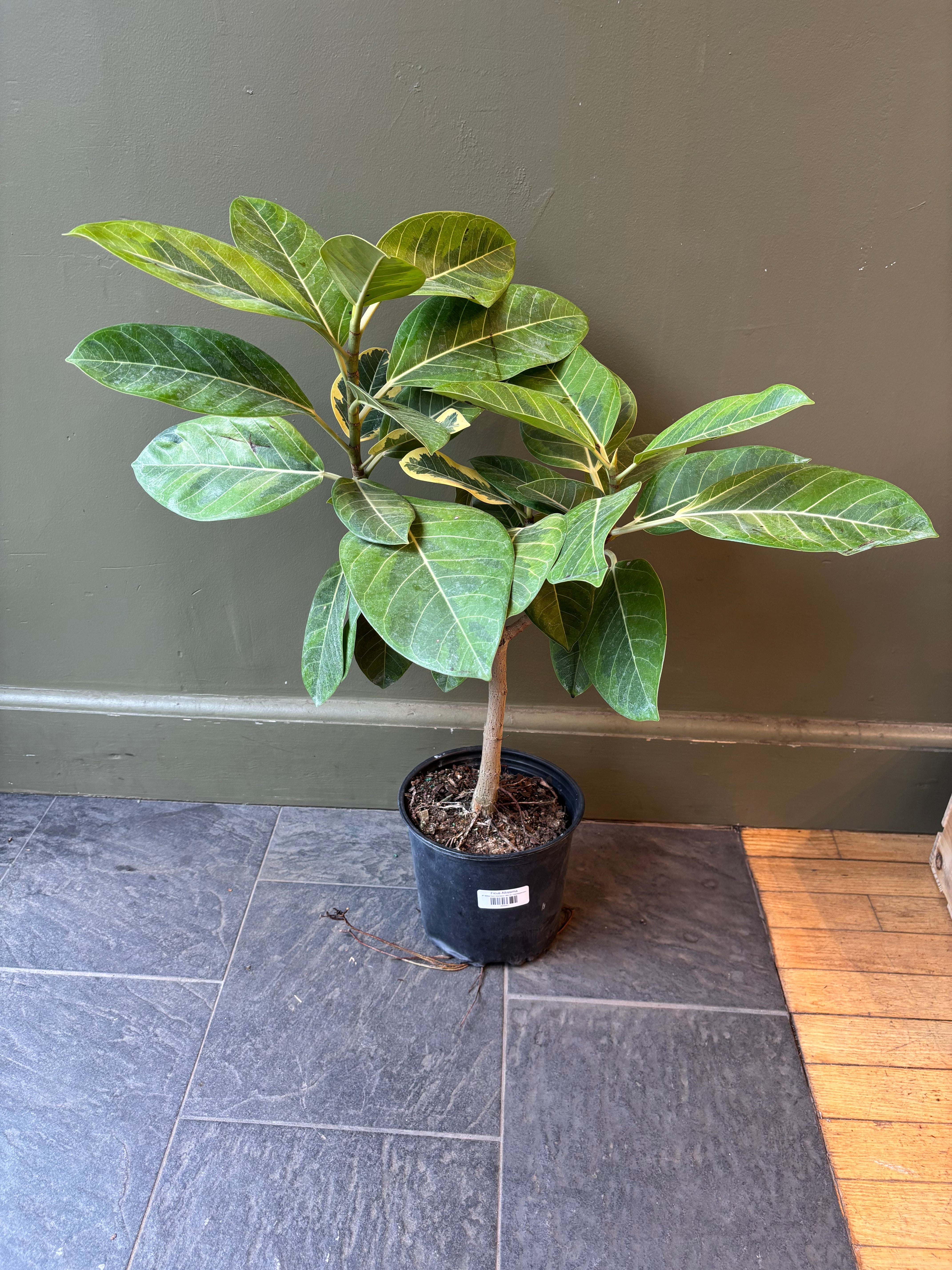 ★人気★Ficus altissima Ficus Altissima Tree Form Single | Eureka Farms