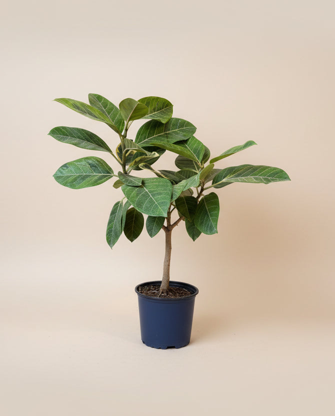 large ficus altissima Ficus Altissima 'Yellow Gem' – The Old Yew Plant Shop