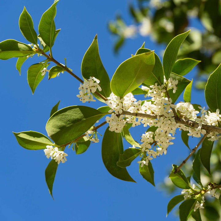 Fragrant Tea Olive Tree