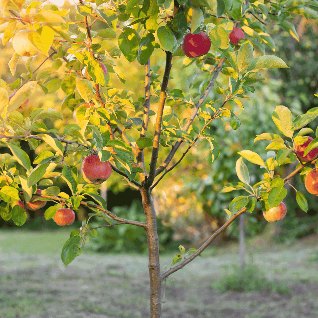 Fuji Apple Tree