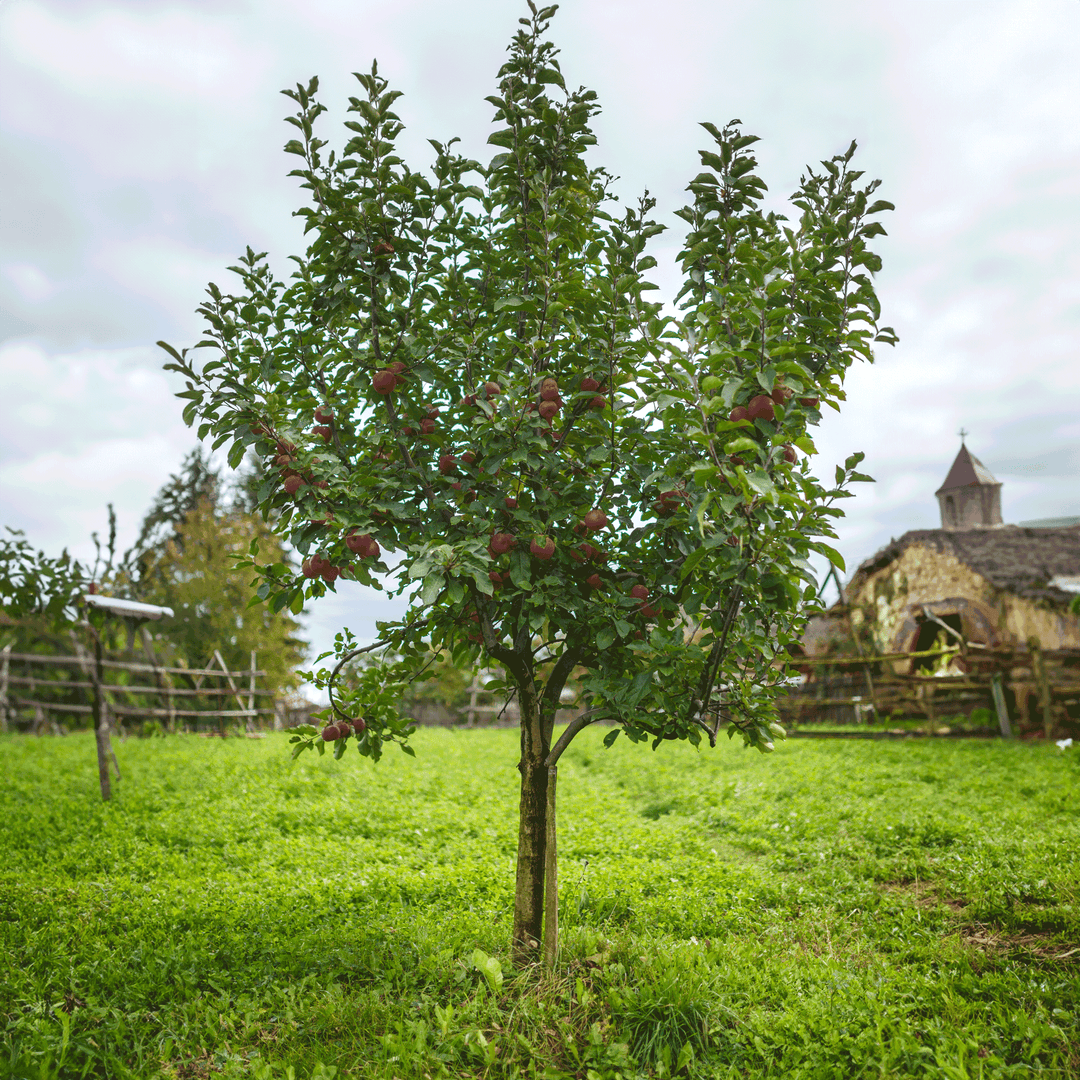 Fuji Apple Tree