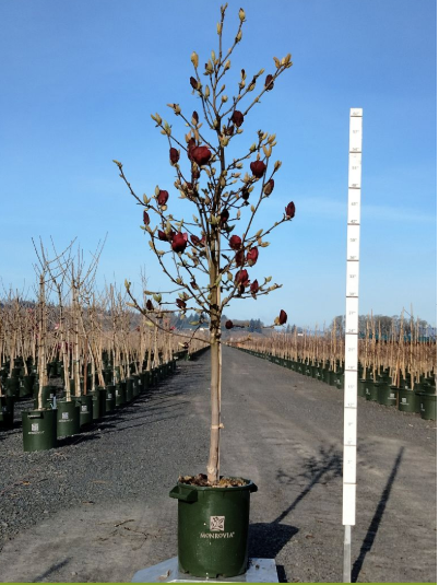 Genie Magnolia