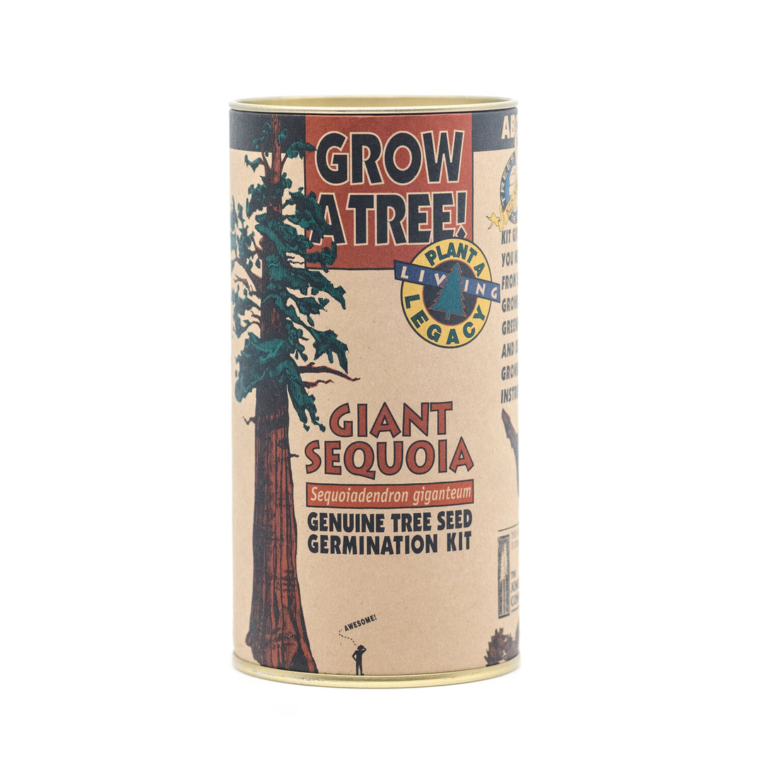 Giant Sequoia Tree Grow Kit