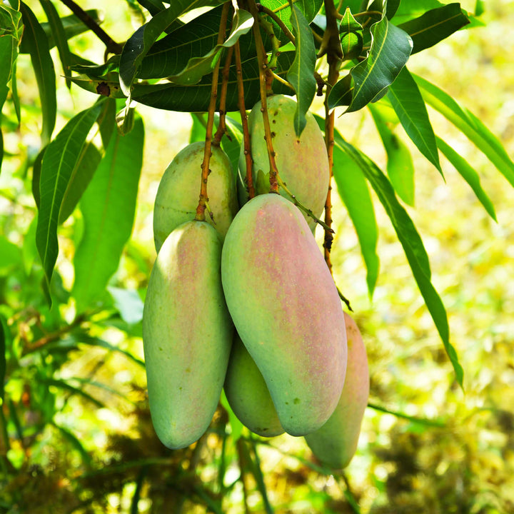 Glenn Mango Tree