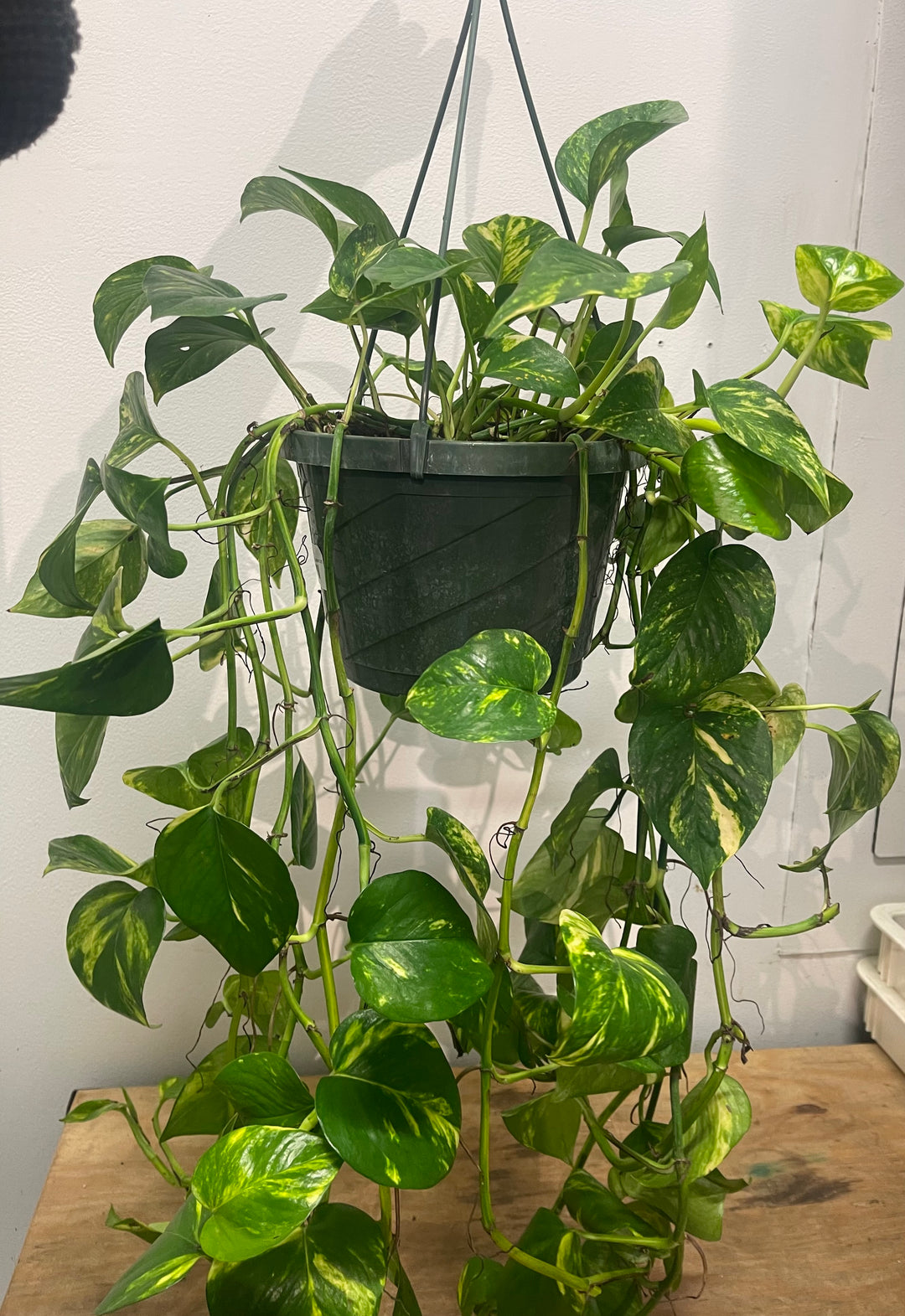 Golden Pothos