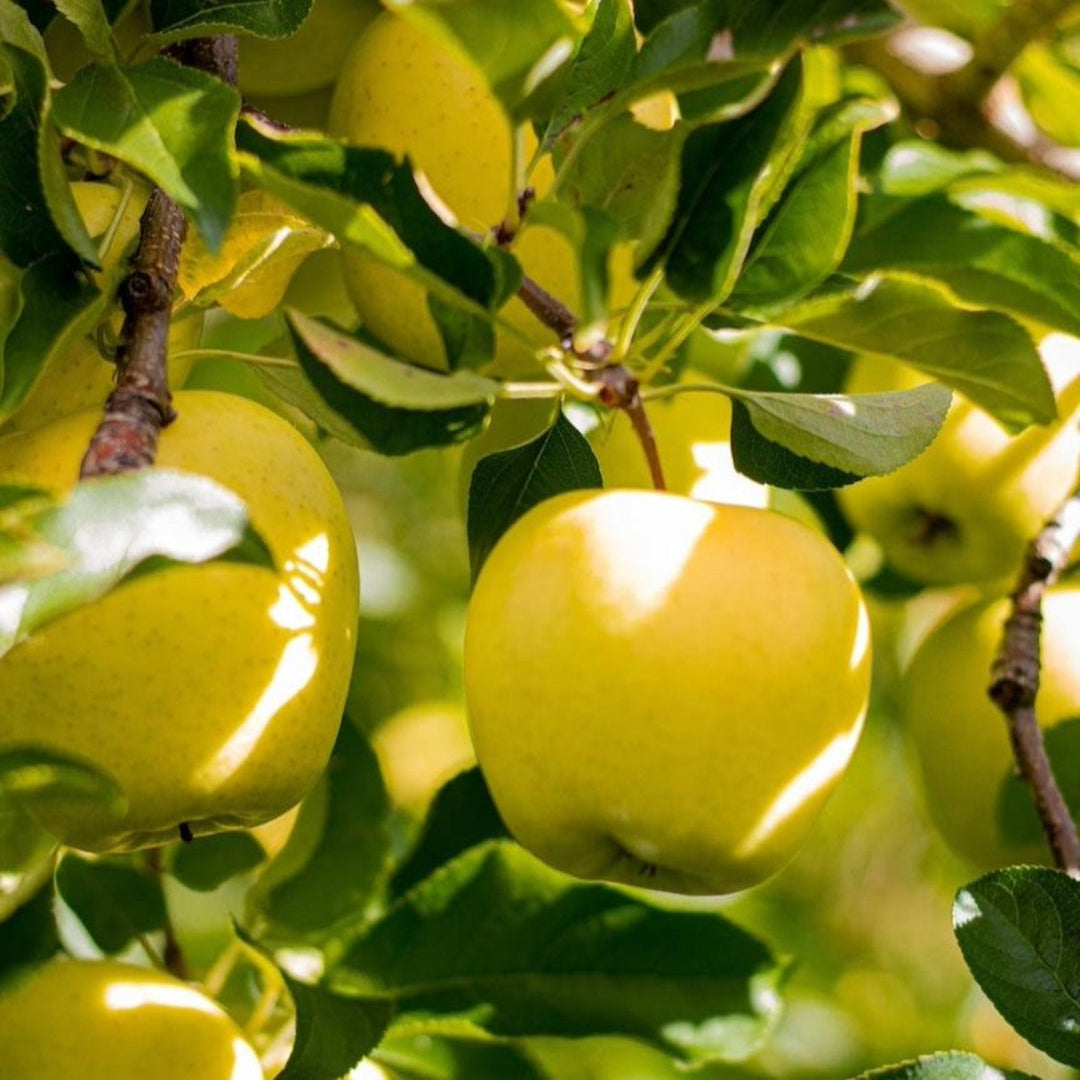 Golden Treat™ Fruit Snacks™ Apple Tree