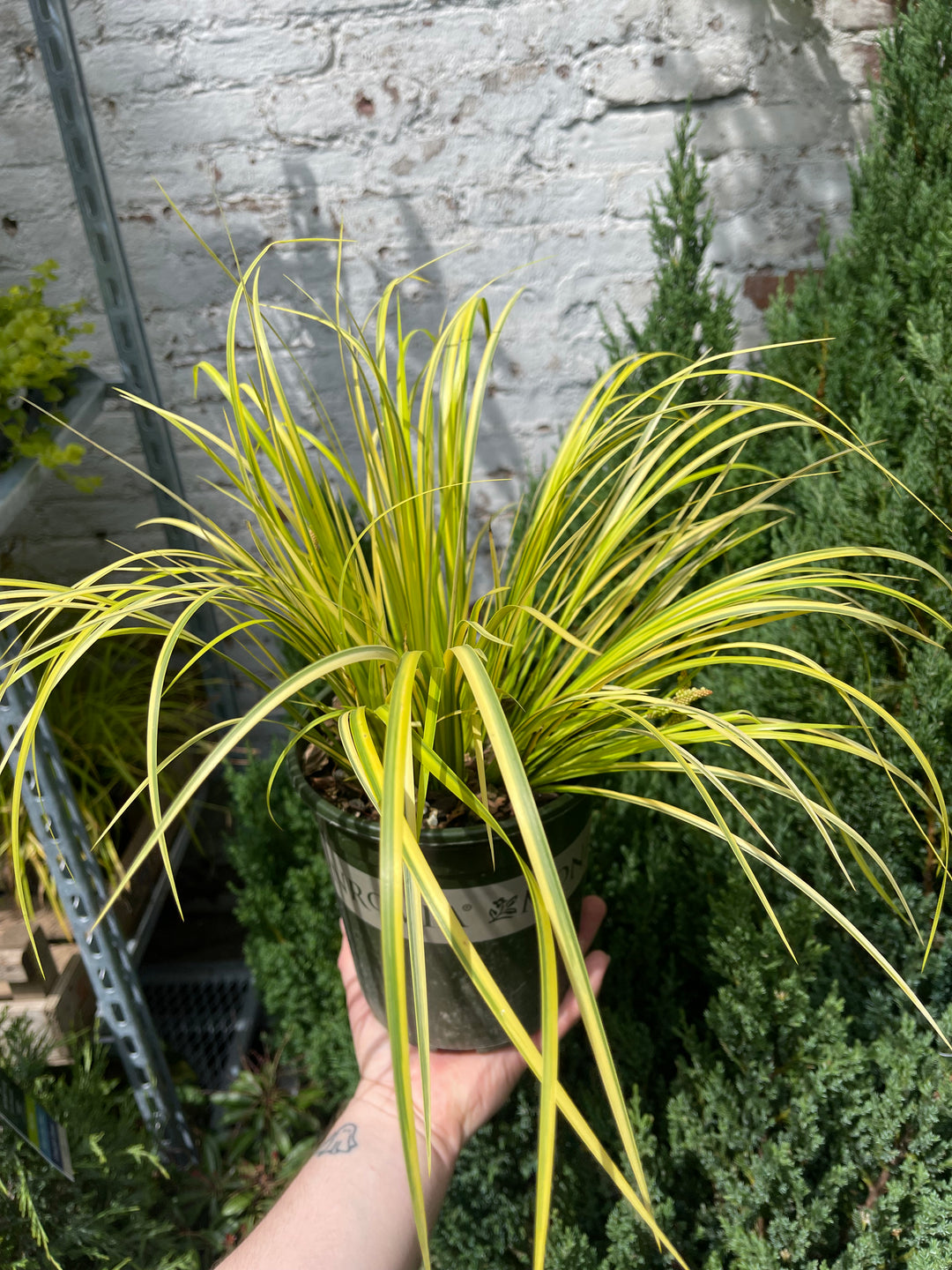 Golden Variegated Sweet Flag
