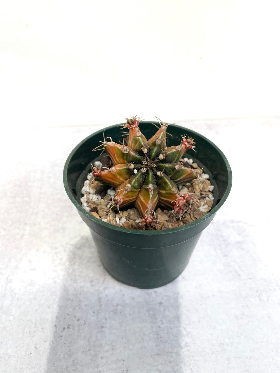 Gymnocalycium Frieddrichii