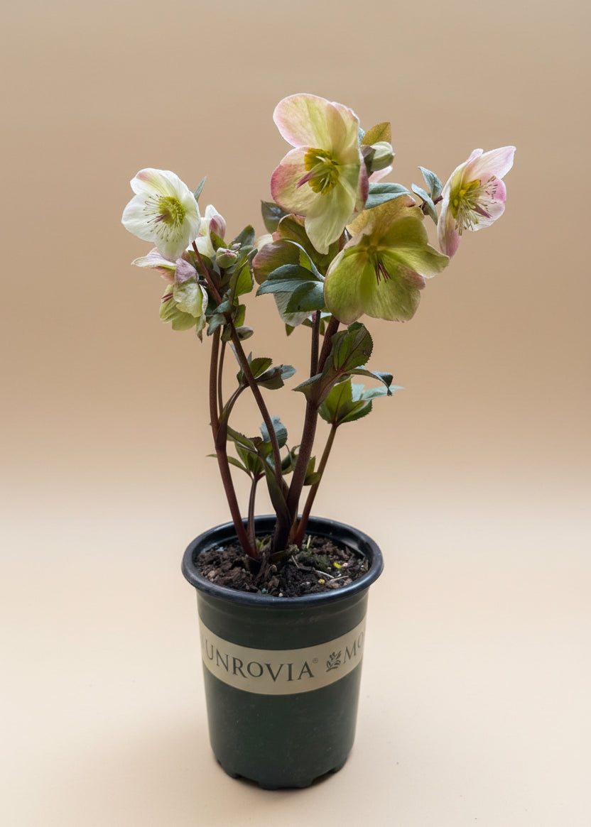Ice N' Roses White Hellebore