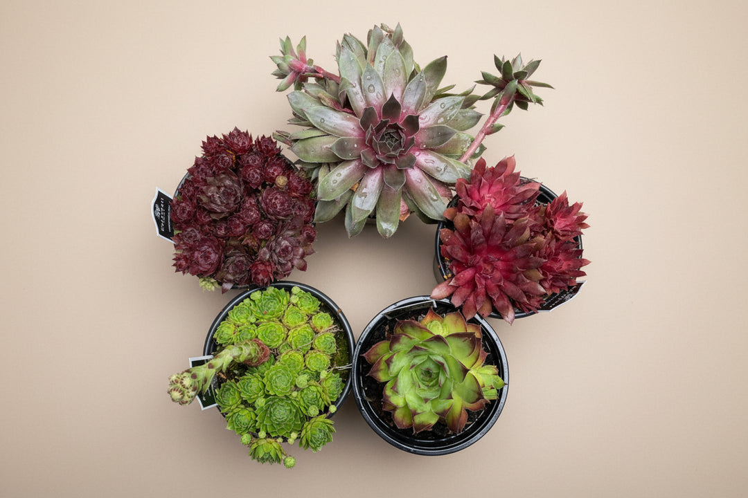 Sempervivum "Hens and Chicks"