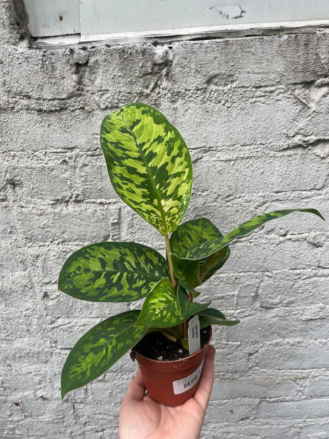 Homalomena 'Camouflage'