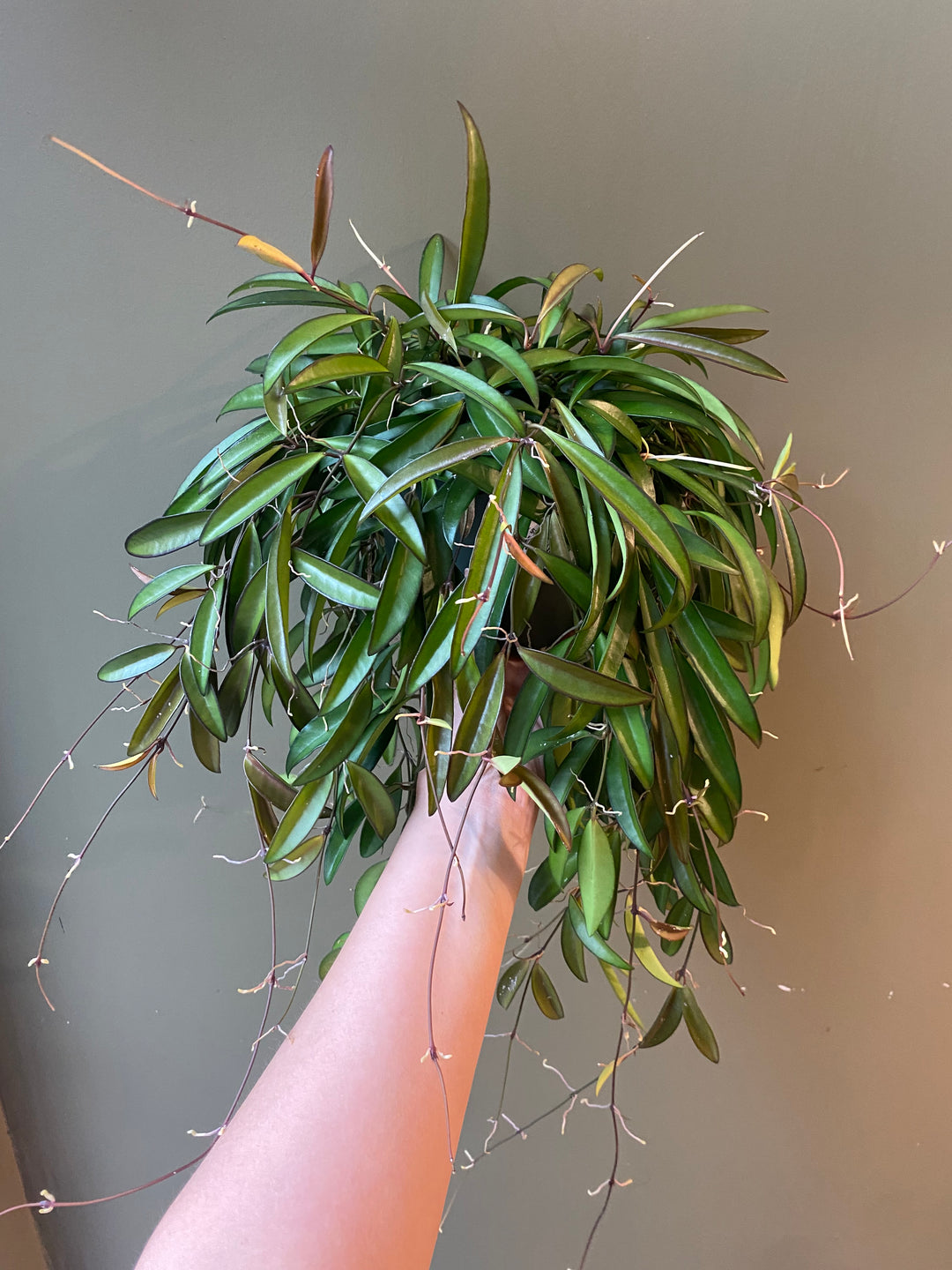 Hoya Wayetti