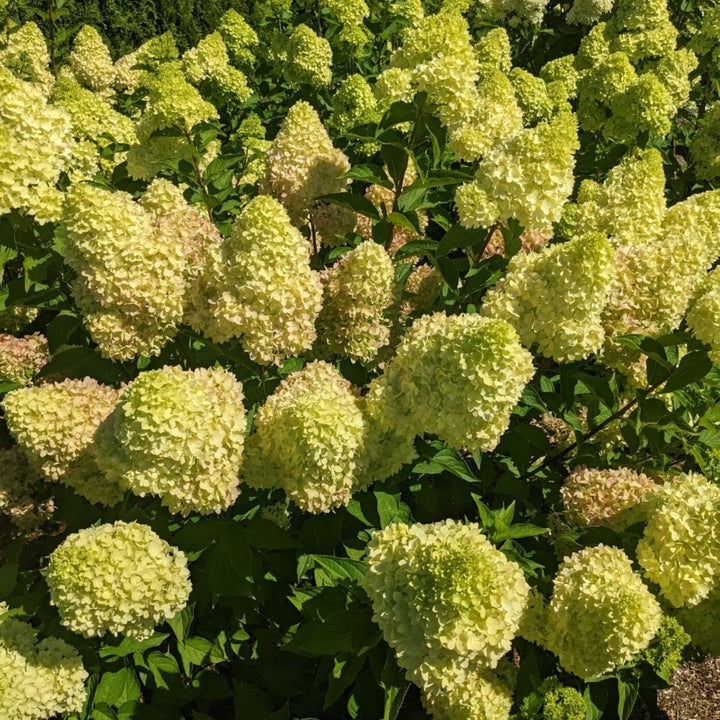 Dragon Baby™ Hydrangea