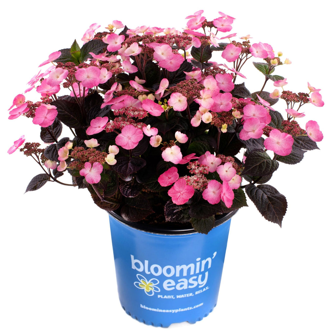 Pink Dynamo™ Hydrangea