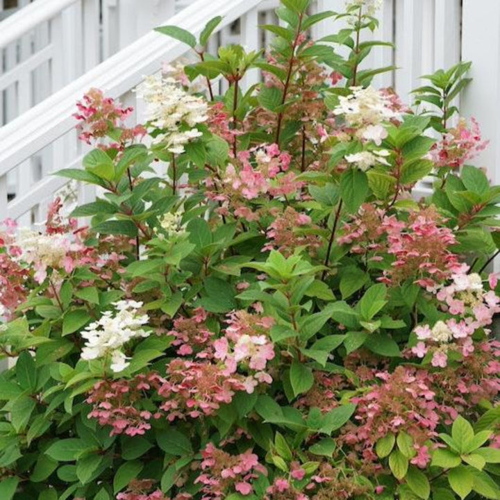 Quick Fire® Hydrangea Tree