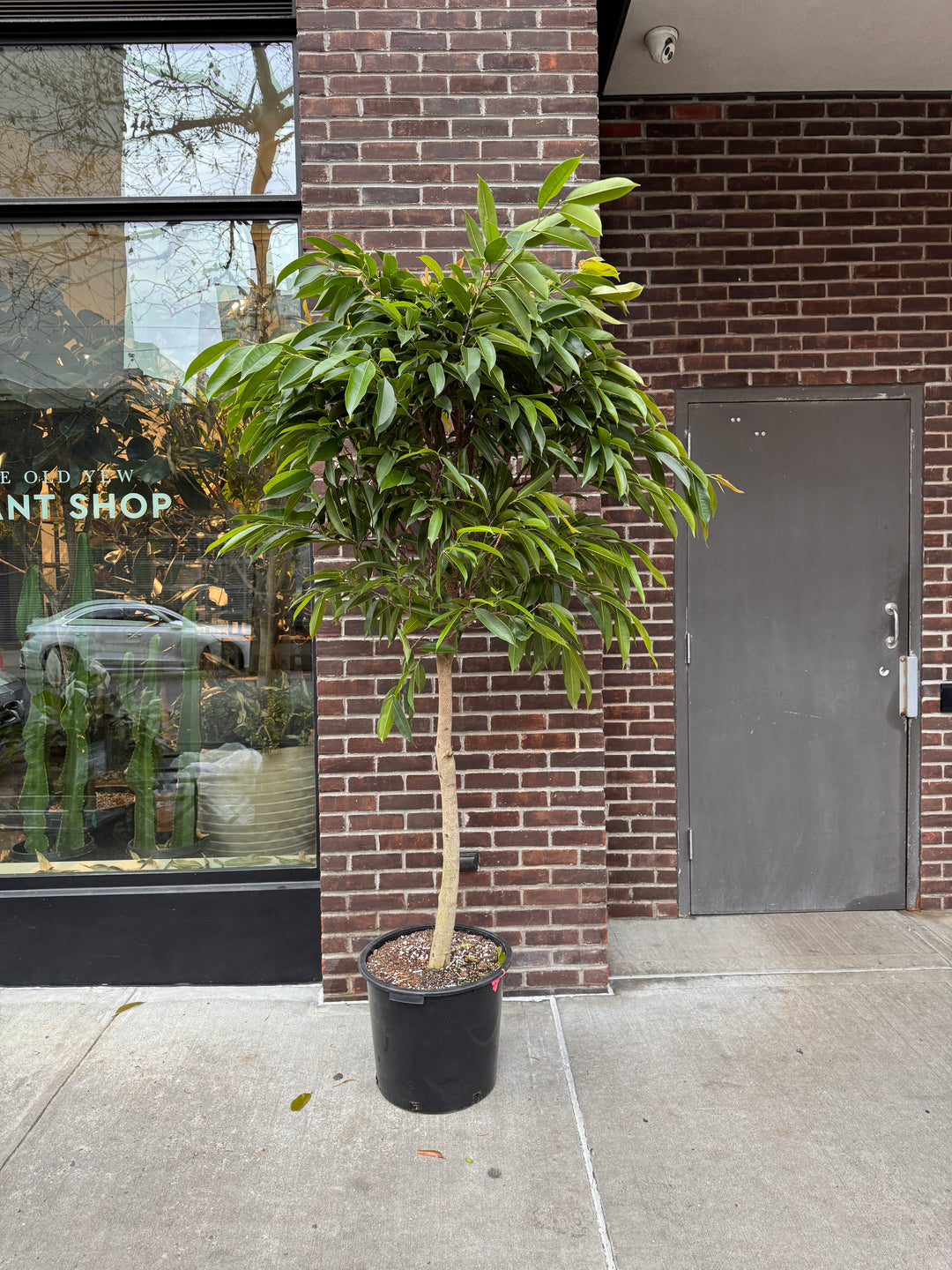 Ficus Amstel King