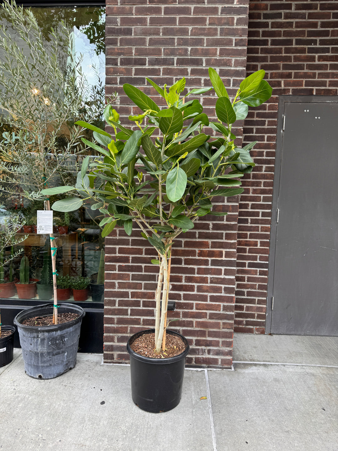 Ficus Audrey