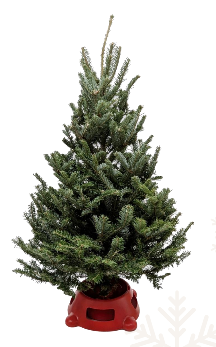 Mini Fraser Fir Christmas Tree