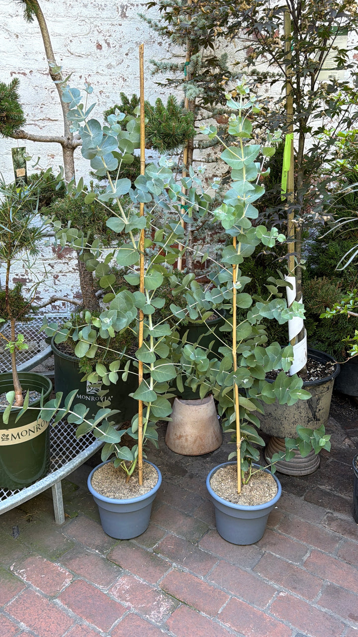 Eucalyptus