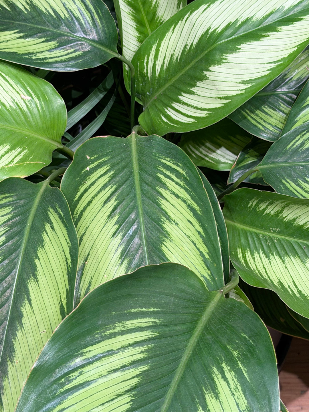 Calathea 'Beauty Star'