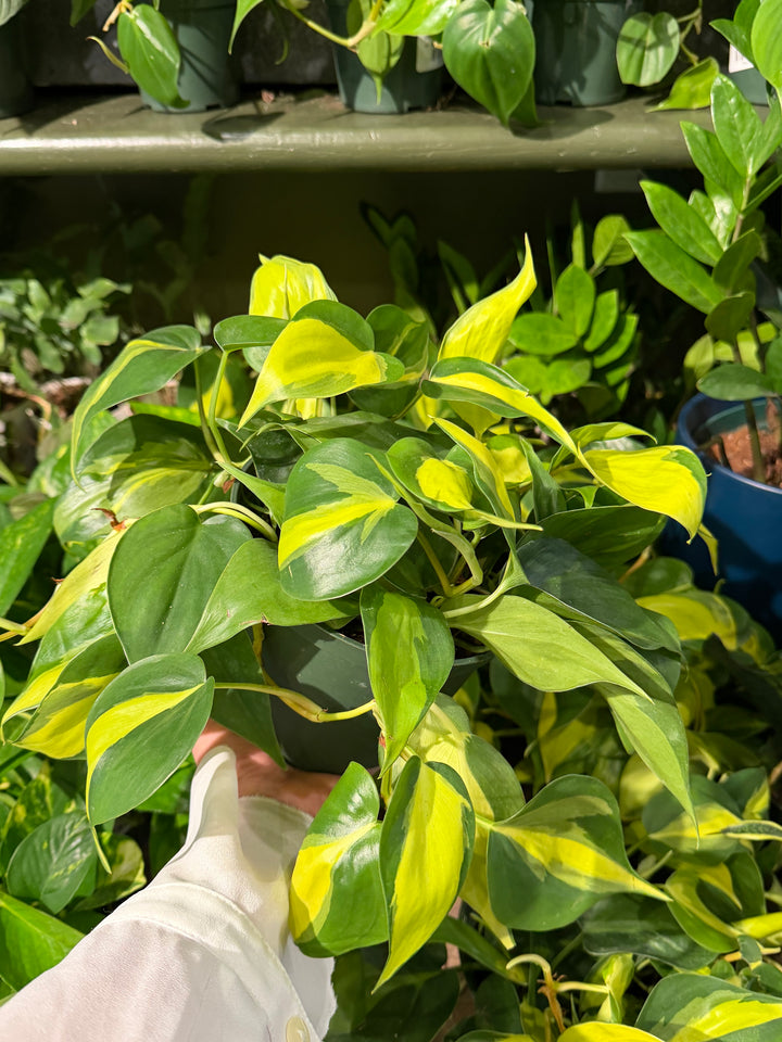 Philodendron Brasil