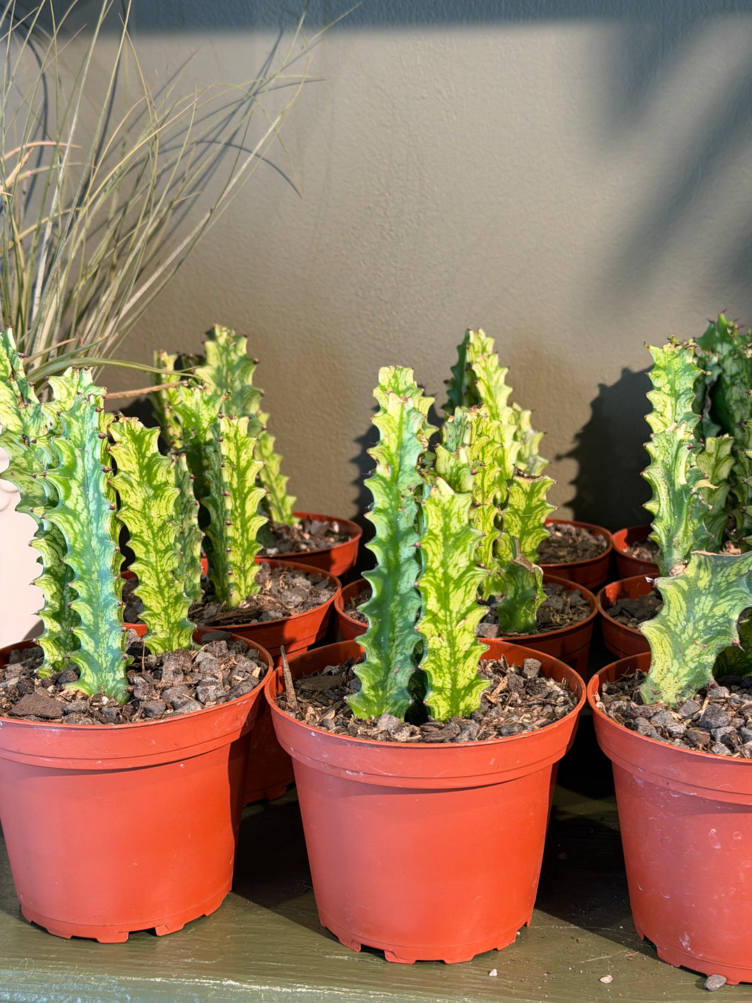 Euphorbia Trigona