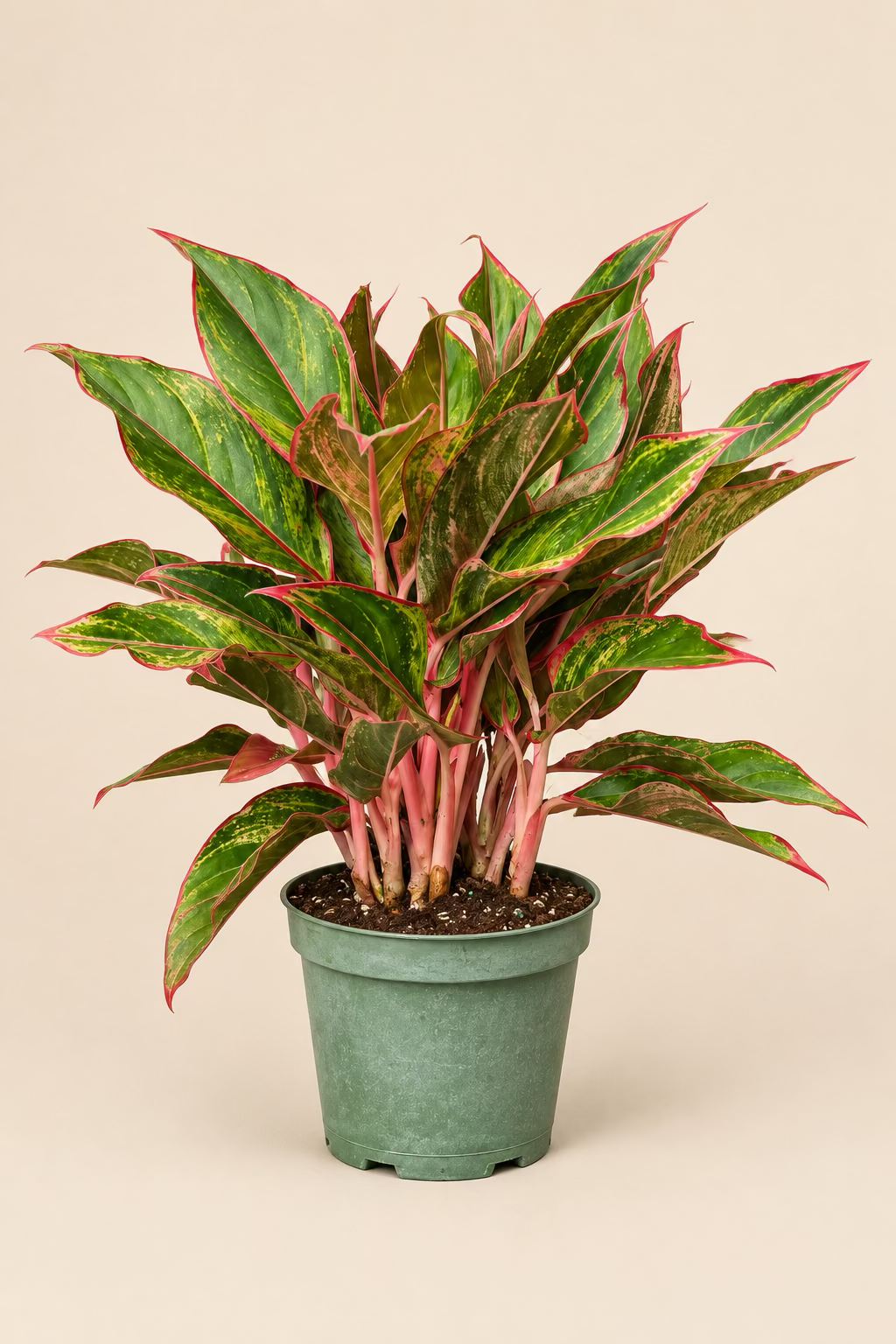 Aglaonema 'Red Siam'