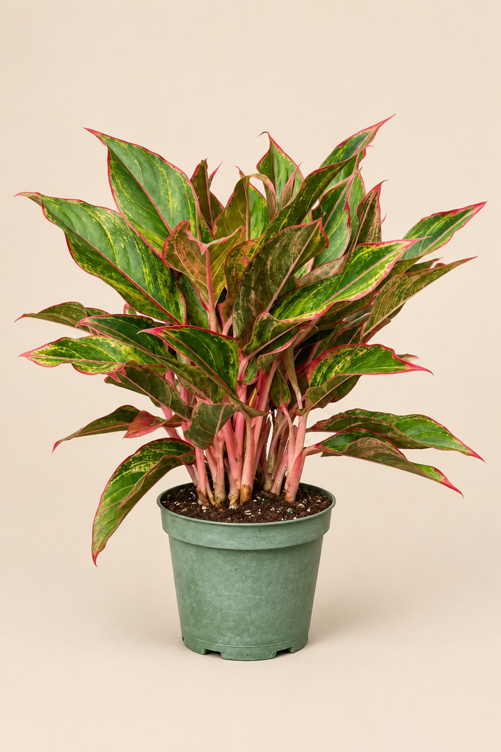 Aglaonema 'Red Siam'