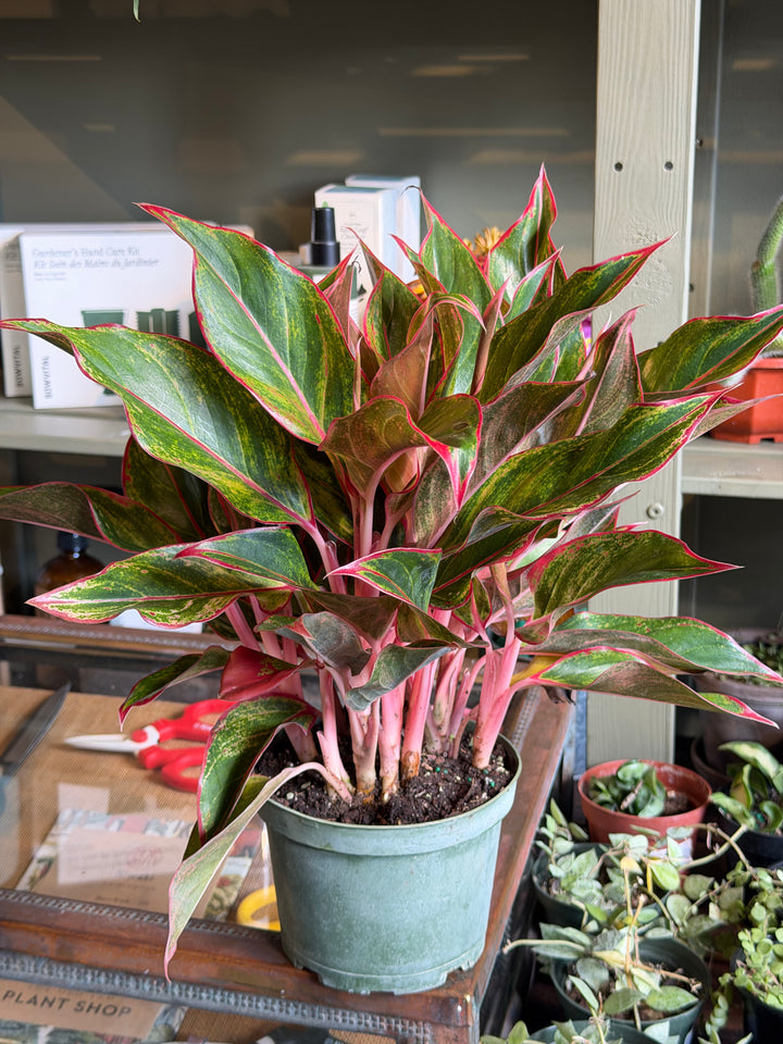 Aglaonema 'Red Siam'