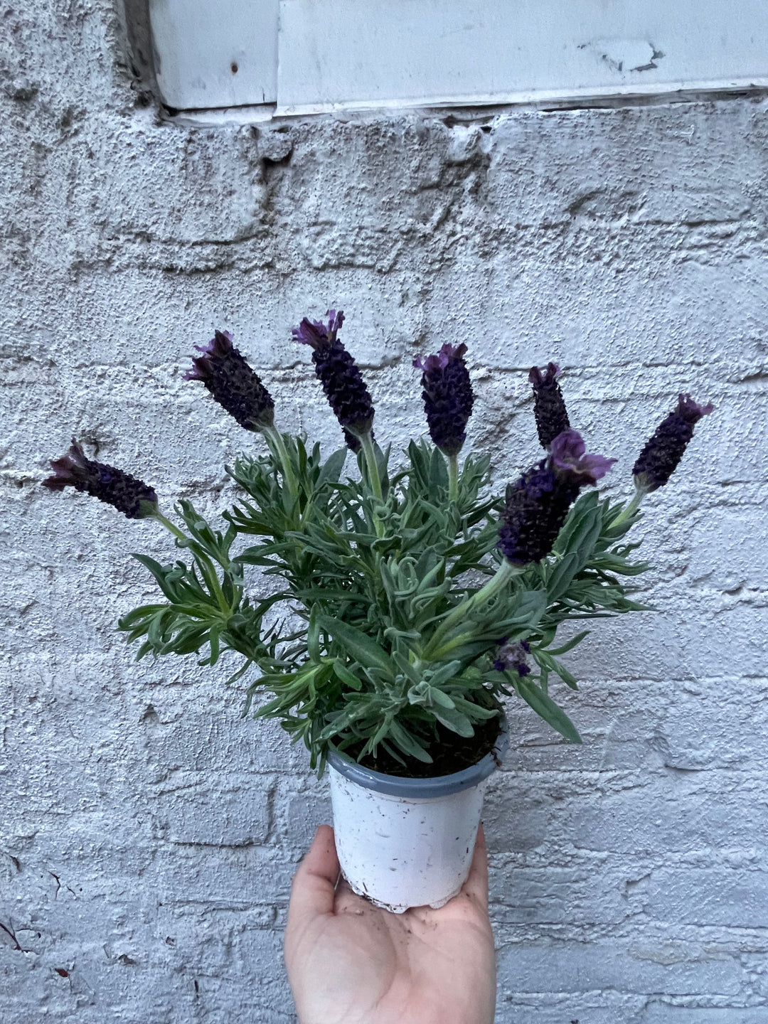 Lavender