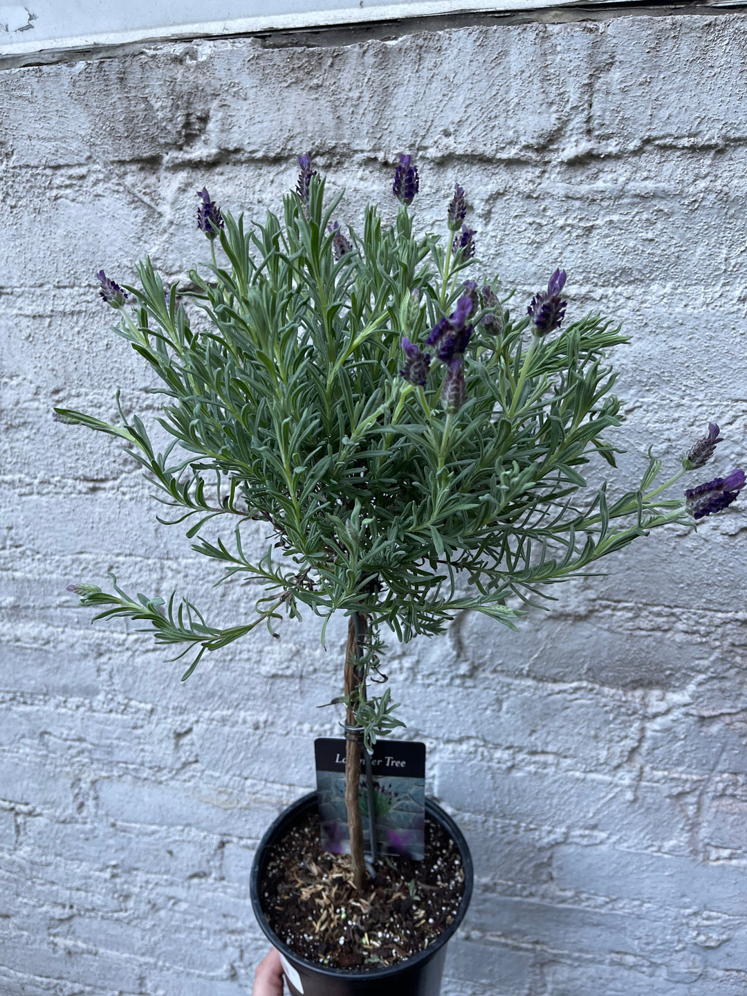 Lavender