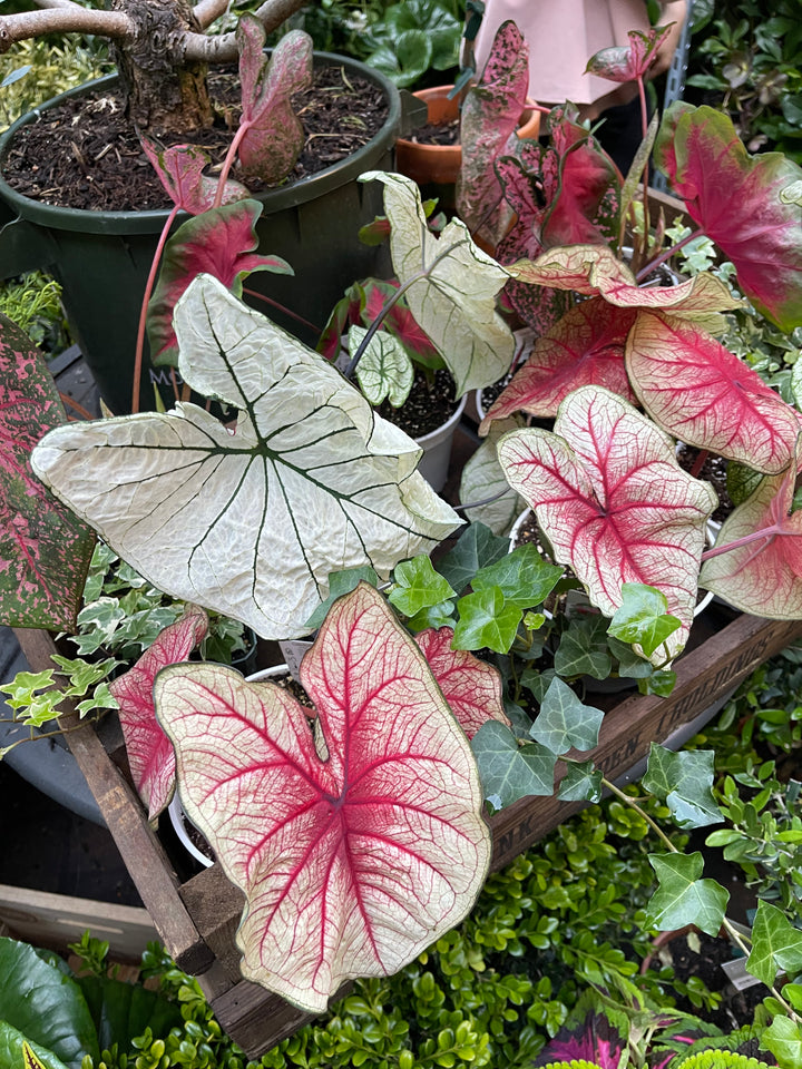 Caladium