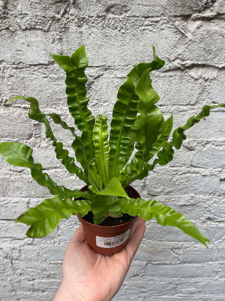 Crispy Wave Fern