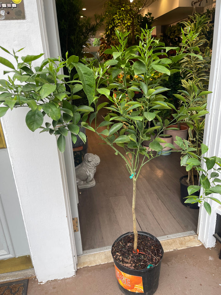 Citrus - Navel Orange
