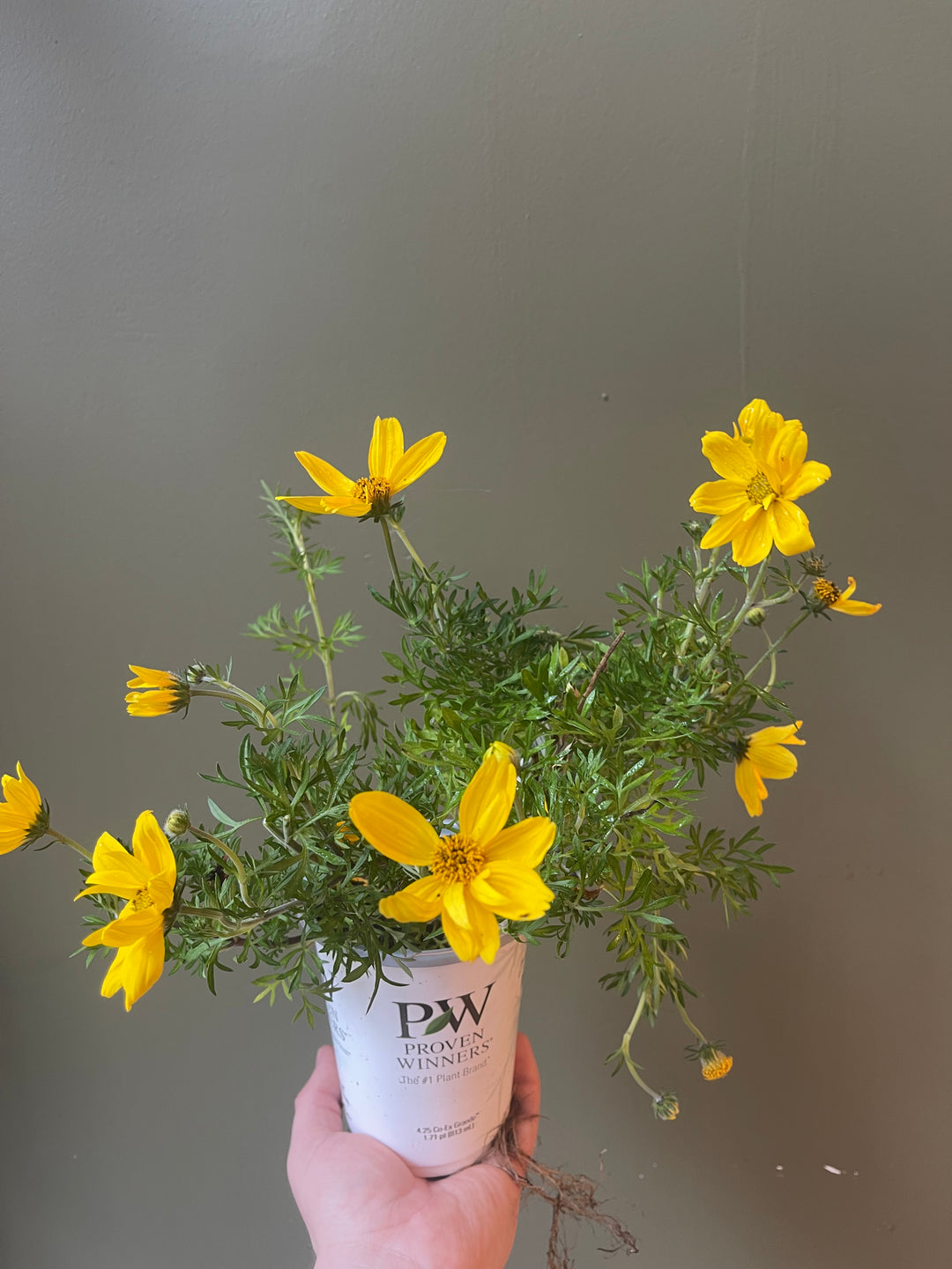 Bidens "Goldilocks"