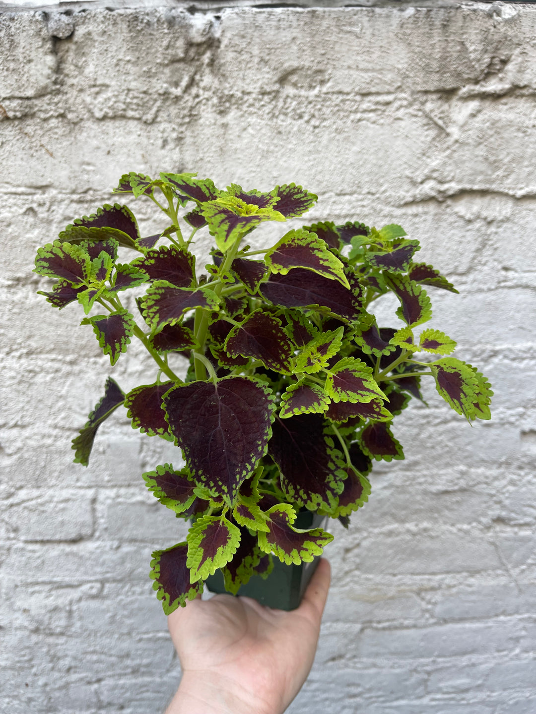 Coleus 'Dark Heart'