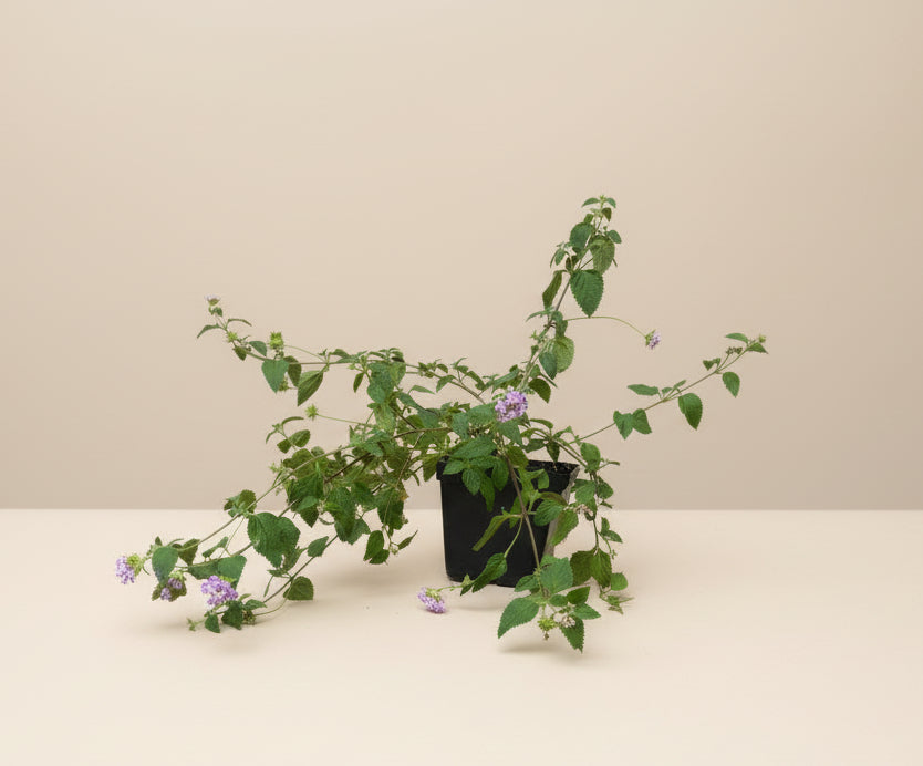 Lantana Lavender Trailing