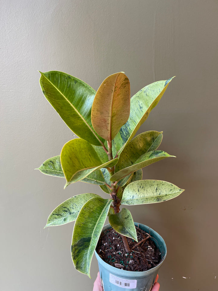 Ficus Shivereana 'Moonshine'