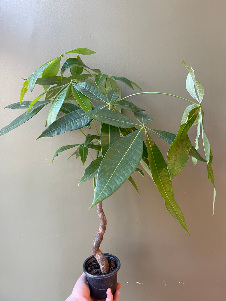 Money Tree