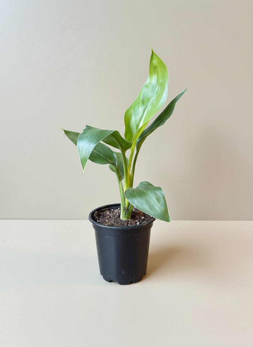 Bird of Paradise - Thumbnail 4