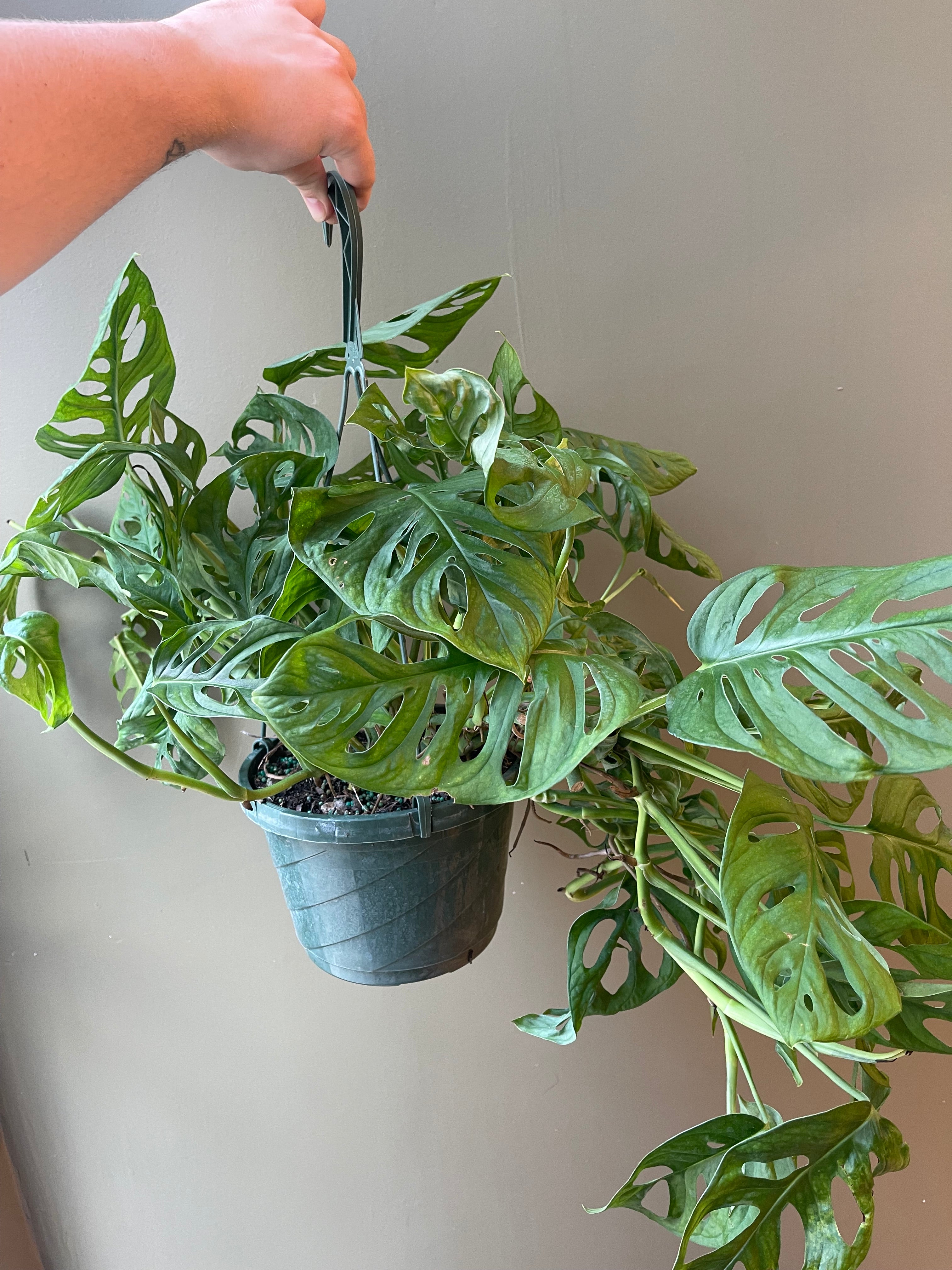 Pothos cf beccariana Mt Besar 【LA便】 Pothos cf beccariana Mt Besar 【LA便】 - メルカリ