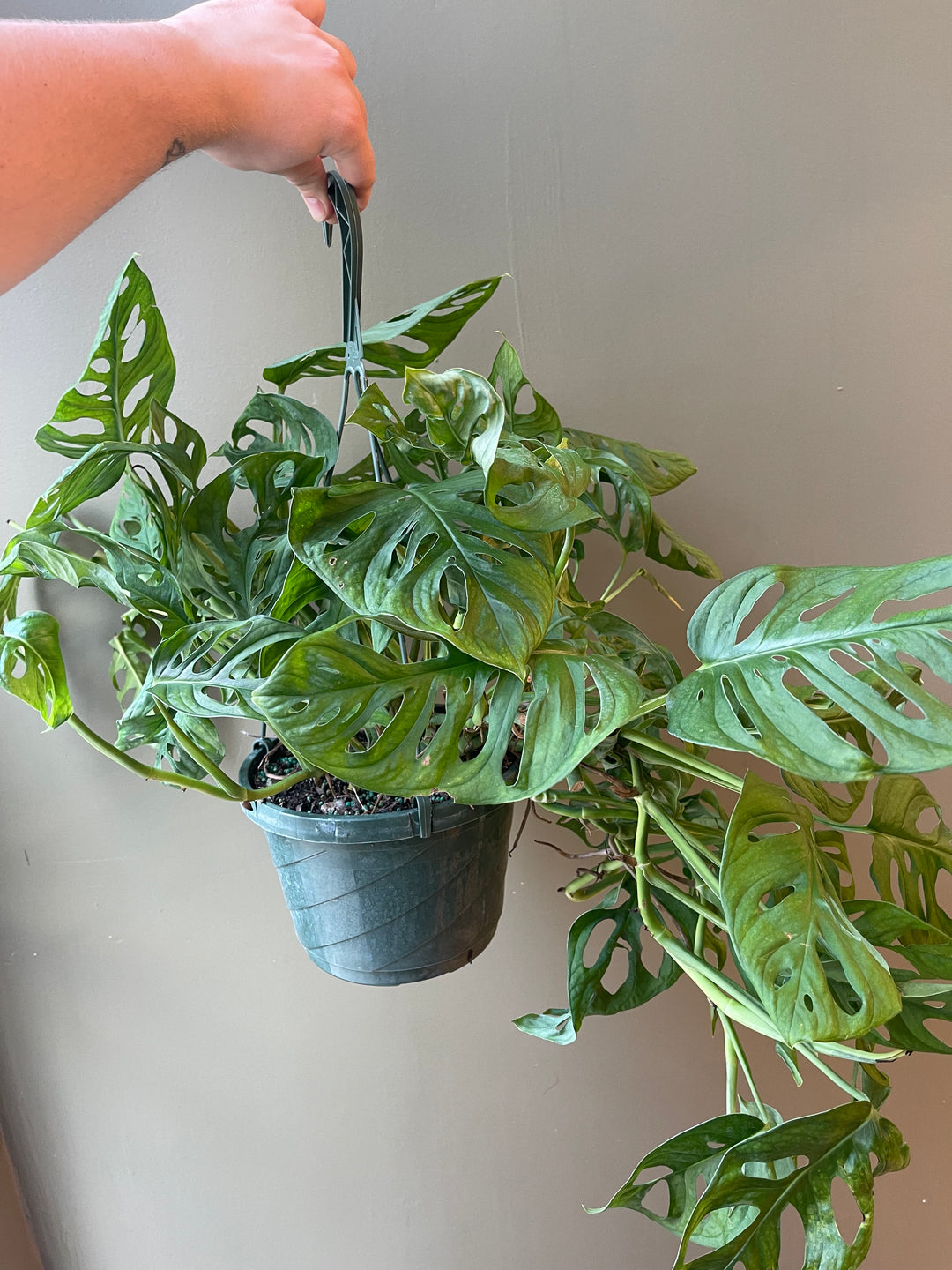Monstera Adansonii