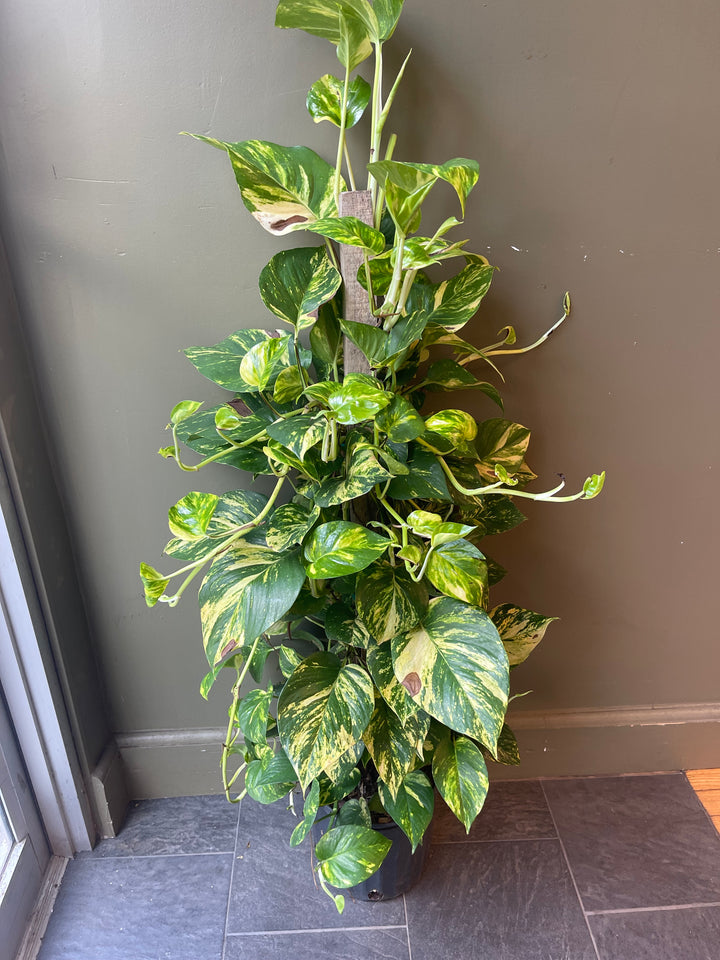 Golden Pothos