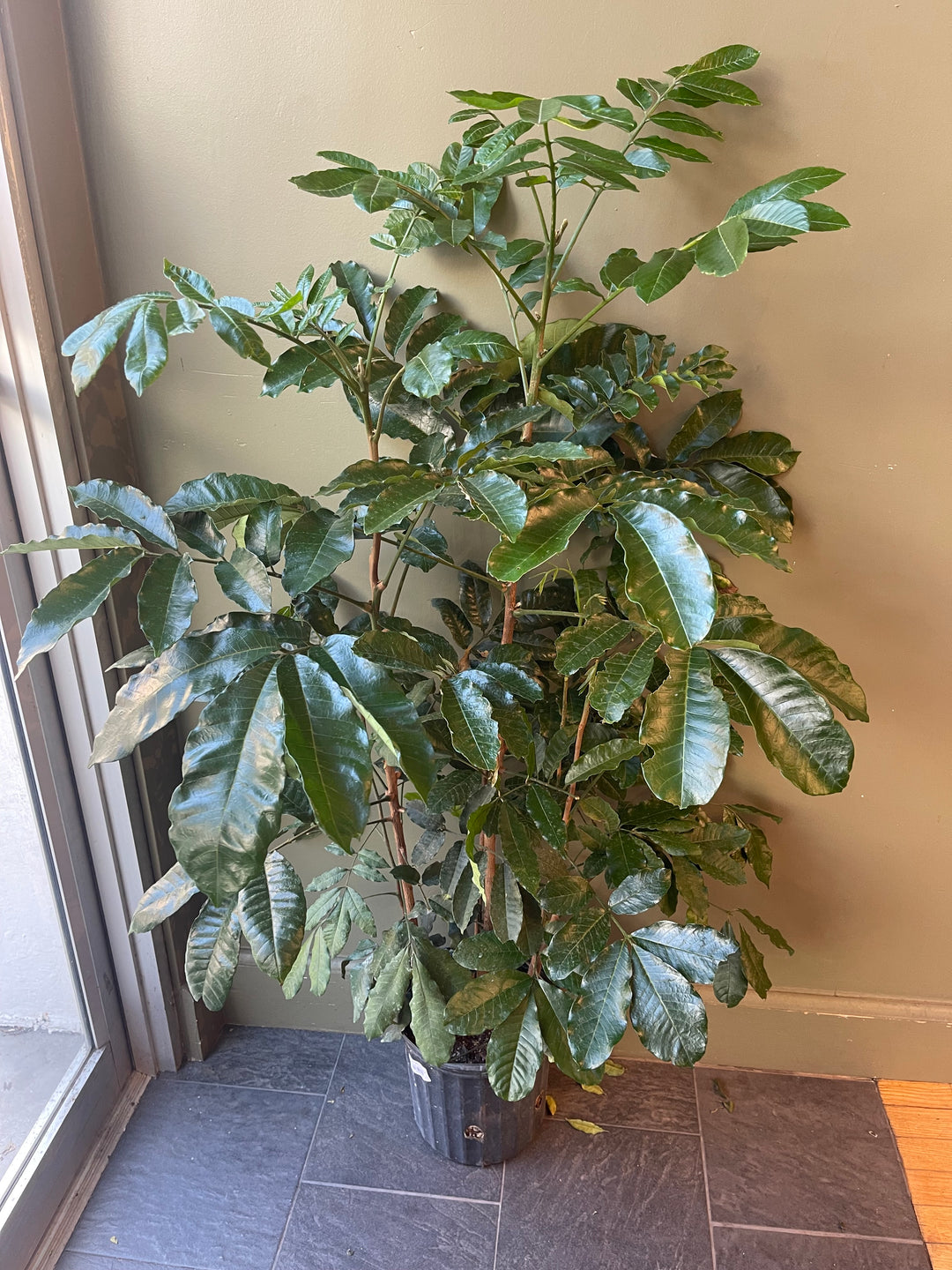 Natal Mahogany