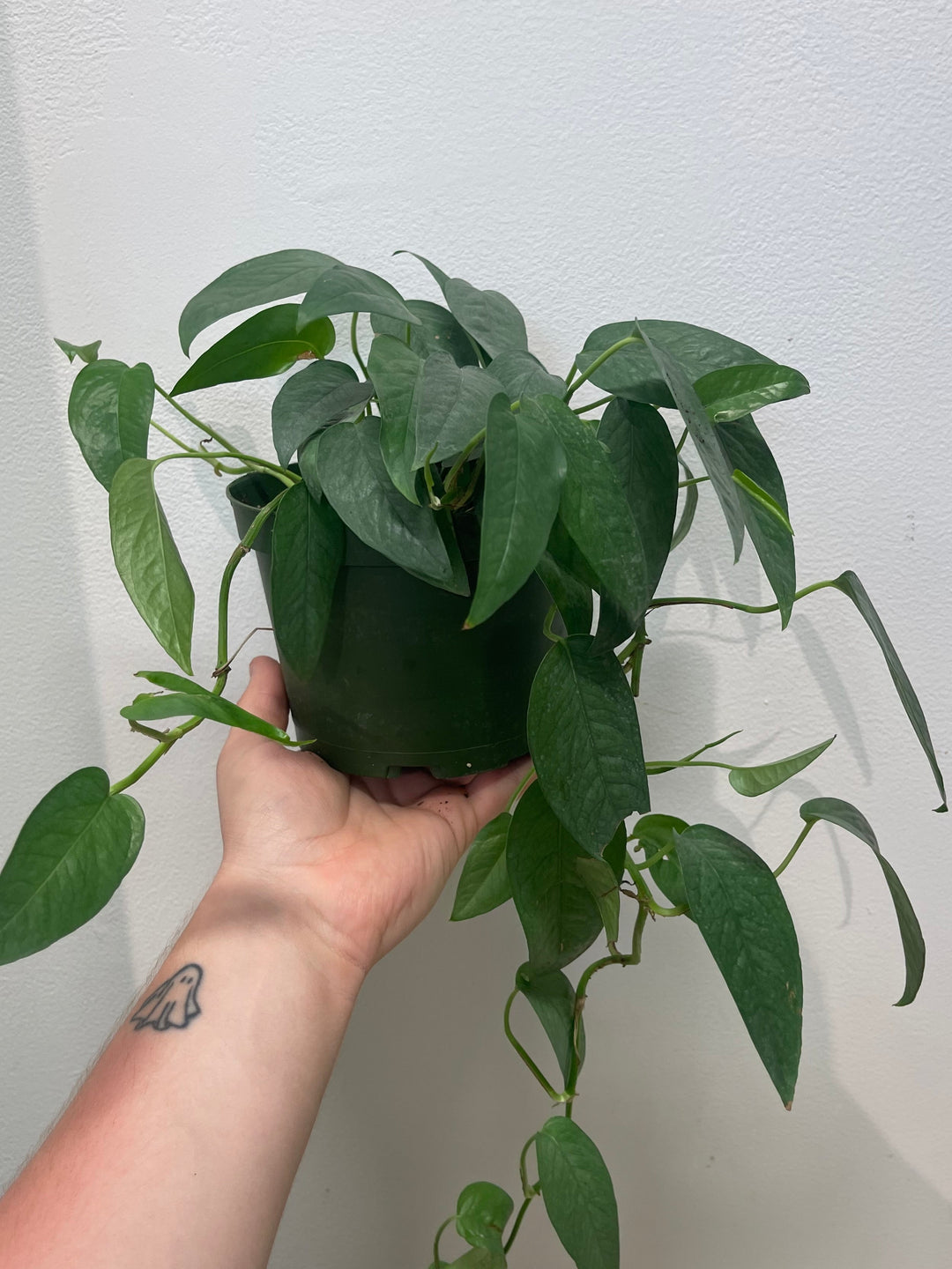 Pothos Cebu Blue