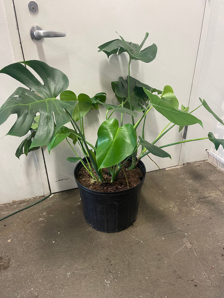 Monstera Deliciosa